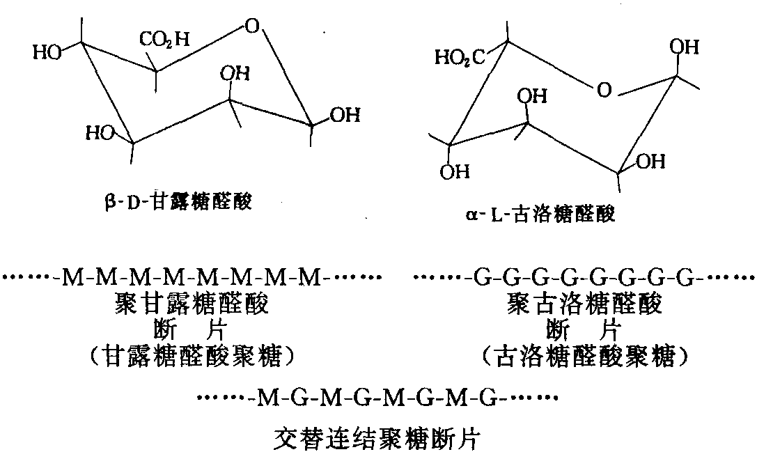 三、主用于提取多聚糖膠類的紅藻與褐藻